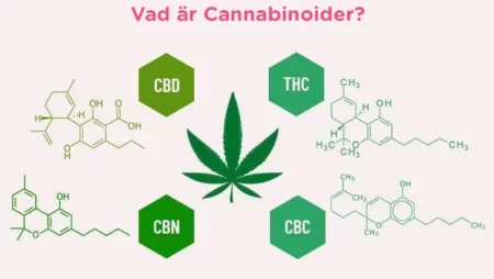 Vad är cannabinoider?